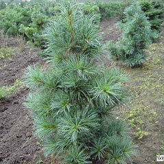 Сосна кедровая корейская "Глаука" (Glauca)